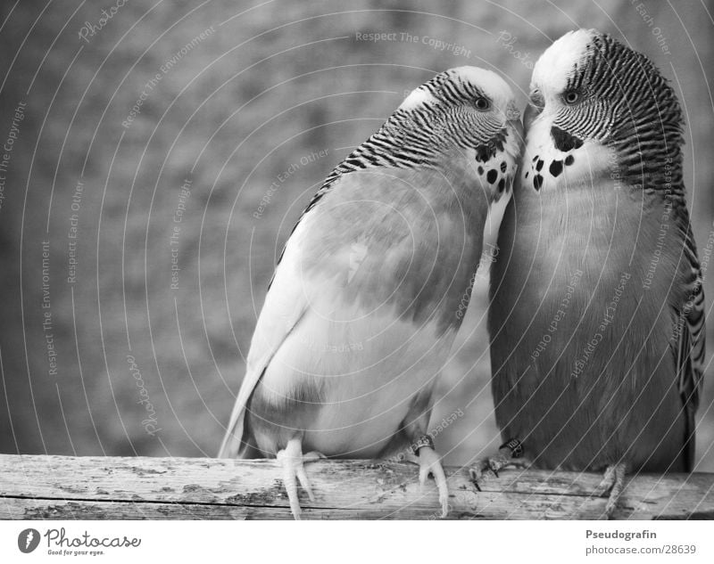 *smooch* Valentine's Day Animal Pet Bird 2 Pair of animals Kissing Love Cute Happy Happiness Contentment Spring fever Sympathy Friendship Budgerigar Beak