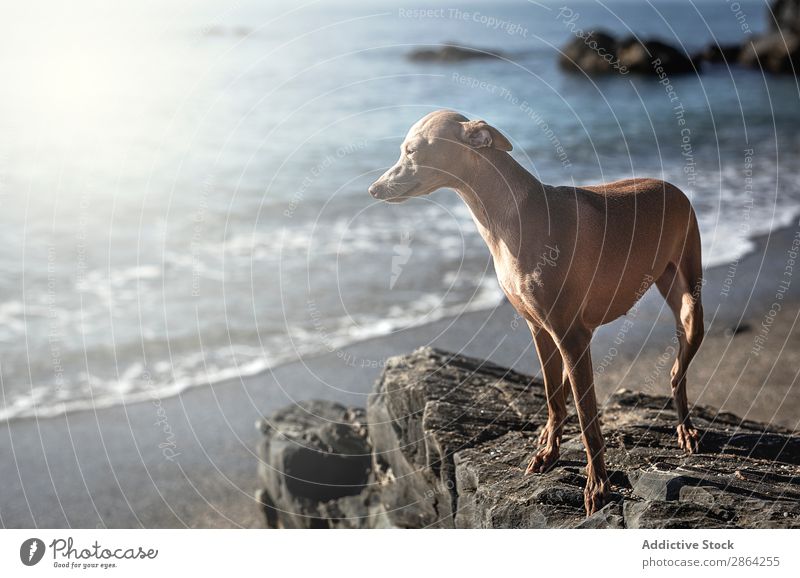 Little italian greyhound dog in the beach Dog Greyhound Italian piccolo Beach Ocean Animal Whippet galgo Portrait photograph Funny Affectionate Pet Friendship
