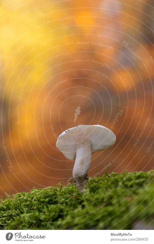 Mushroom Nature Spring Summer Autumn Climate Beautiful weather Moss Wild plant Exotic Garden Park Field Forest Old Authentic Fantastic Free Fresh Infinity