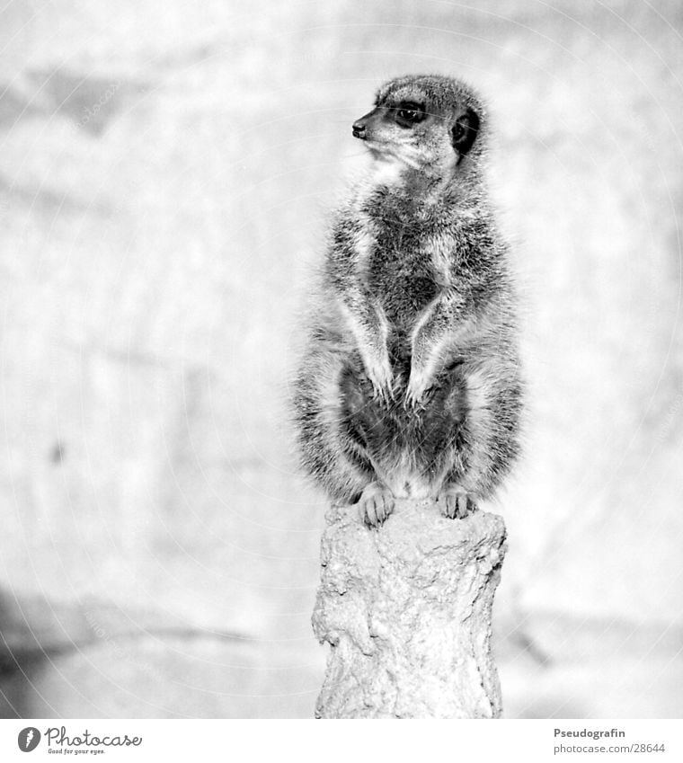 Erdmann looks right. Zoo Wild animal Paw 1 Animal Looking Sit Fat Cuddly Meerkat Black & white photo Exterior shot Deserted Copy Space left Neutral Background