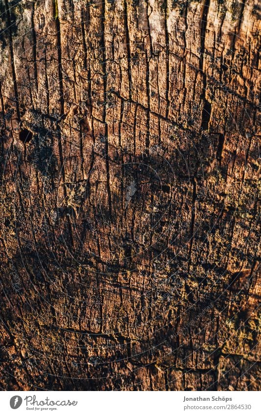 wood texture Garden Spring Tree Wood Brown Background picture Tree trunk Tree bark Structures and shapes Exterior shot Close-up Detail Macro (Extreme close-up)