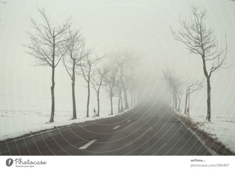 Uncertainty, sulfurous fog on a winter country road with bare trees Winter Fog Snow Tree Street Country road Median strip Infinity Cold Fear of the future