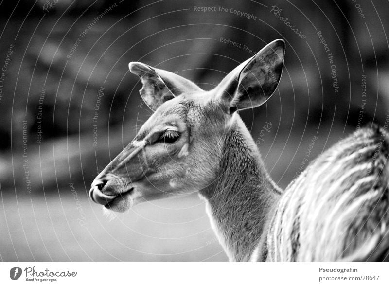 *mjam* Zoo Animal Wild animal Animal face 1 Eating Lick Roe deer Tongue Black & white photo Exterior shot Detail Day Shallow depth of field Animal portrait