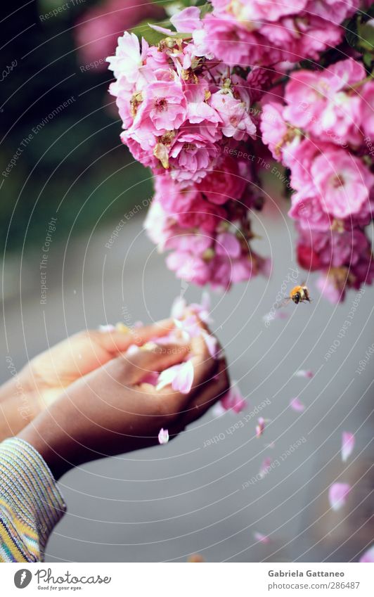 reciprocity Hand Bee Beautiful Pink Movement dynamic Rose Blossom Wild rose Exotic to pick petals Wind Colour photo Exterior shot Deep depth of field