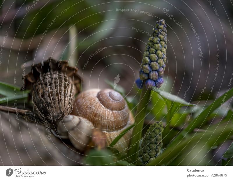 Snail shells and grape hyacinth in springtime Nature Plant Spring Flower Leaf Blossom Wild plant Muscari Poppy capsule Garden Crumpet Large garden snail shell 2