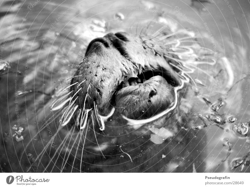 Kiss me! Kiss me! Water Animal Wild animal Animal face Zoo 1 Kissing Swimming & Bathing Snout Black & white photo Exterior shot Close-up Detail Deserted Day