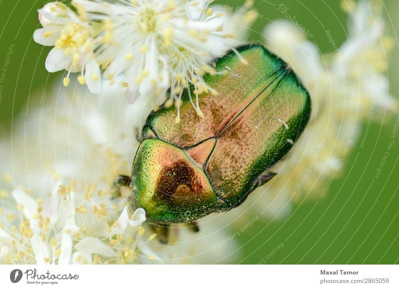 Iridescent Scarab on Flower Nature Animal Beetle Wild Green Red Black White animals arthropod background Bug Clover coleoptera fauna Insect invertebrate