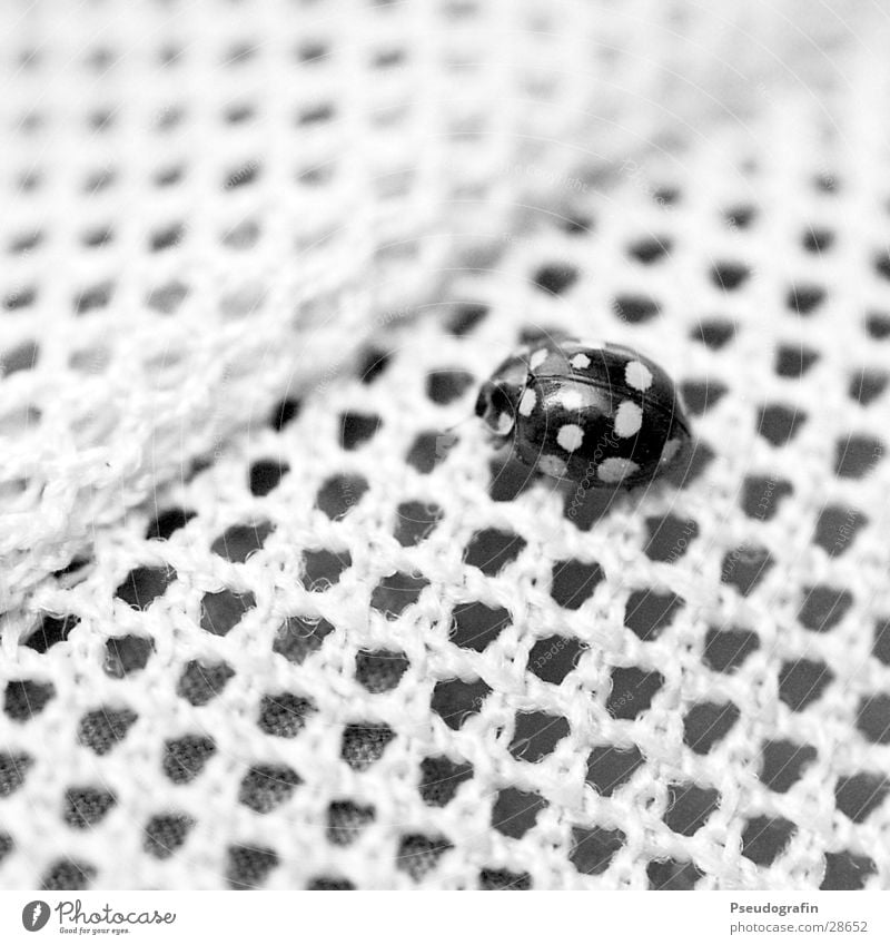 Camouflage!? Wild animal Beetle 1 Animal Black Esthetic Accuracy Uniqueness Network Arrangement Far-off places Ladybird Point Black & white photo Exterior shot