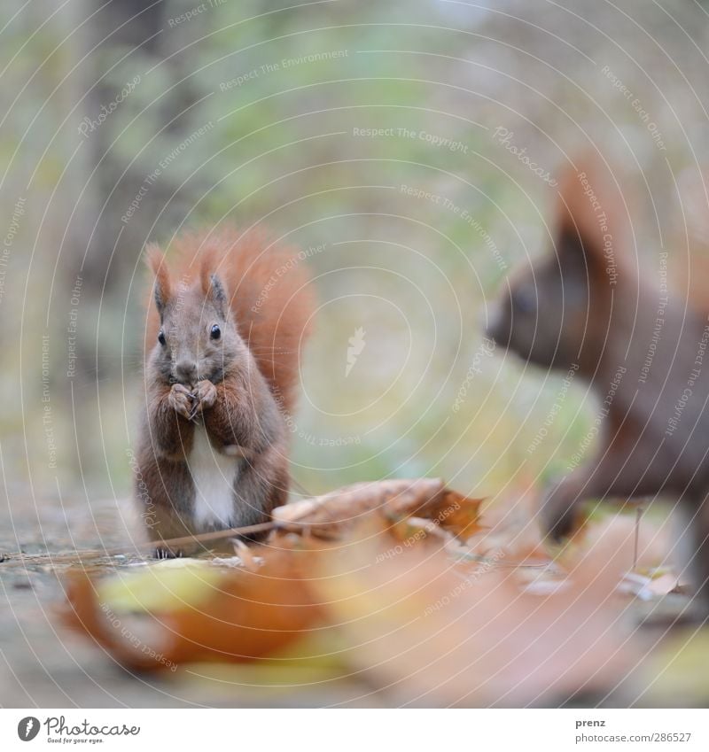 1,5 croissant Environment Nature Animal Wild animal 2 Brown Green Squirrel Rodent Autumn Leaf Exterior shot Deserted Copy Space top Morning