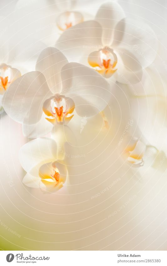 White Orchids - Flowers Elegant Wellness Life Harmonious Well-being Contentment Relaxation Calm Meditation Spa Decoration Wallpaper Feasts & Celebrations