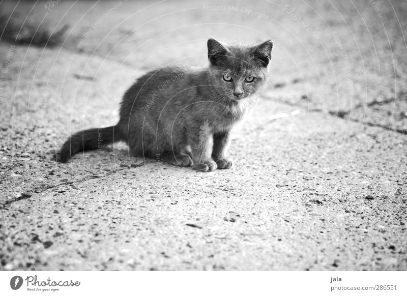 small mauz Animal Pet Cat 1 Baby animal Small Curiosity Cute Black & white photo Exterior shot Deserted Copy Space bottom Day Animal portrait Looking