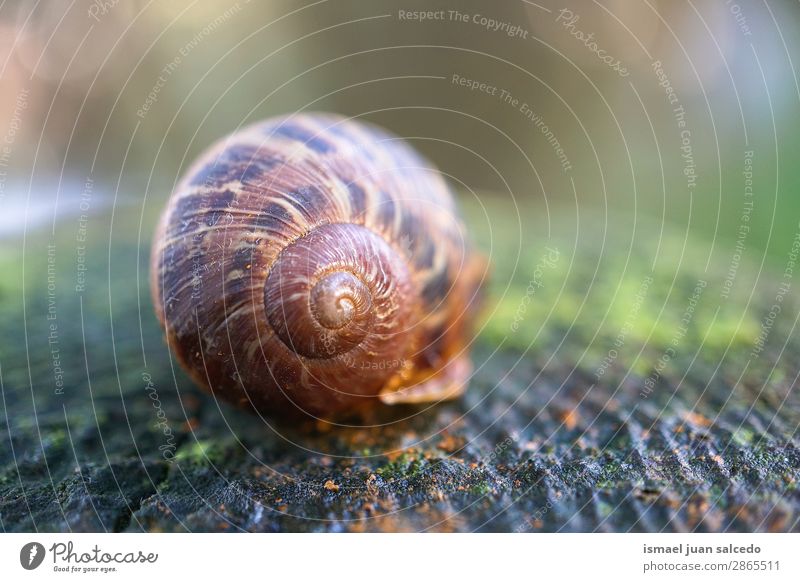 snail on the ground in the nature Snail Animal Bug Brown Insect Small Shell Spiral Nature Plant Garden Exterior shot Fragile Cute Beauty Photography Loneliness
