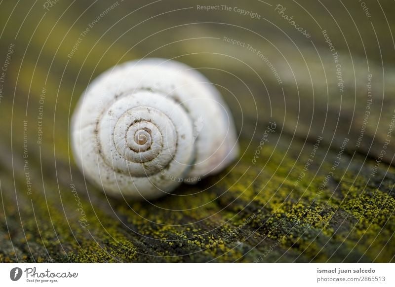 white snail in the nature Snail Animal Bug White Insect Small Shell Spiral Nature Plant Garden Exterior shot Fragile Cute Beauty Photography Loneliness