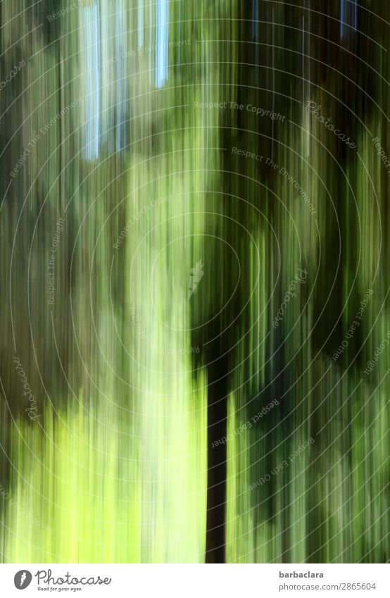 Black Forest in spring, abstract Sky Spring Tree Tall Green Moody Climate Nature Environment Colour photo Exterior shot Detail Experimental Abstract Pattern