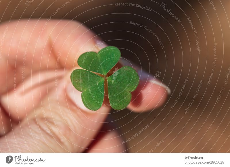 shamrock Harmonious Contentment Meditation Man Adults Hand Fingers Spring Plant Leaf Select To hold on Looking Fresh Positive Green Joy Happy Expectation Hope