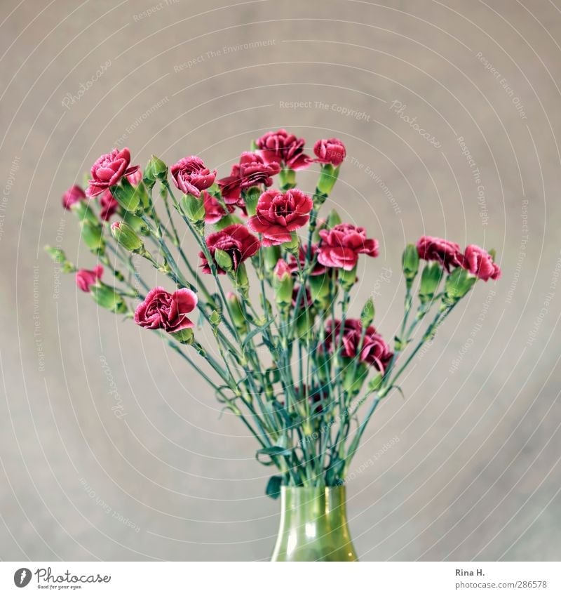 Flower vase with carnations Living or residing Blossom Dianthus Blossoming Green Red Vase Old fashioned Bouquet Colour photo Interior shot Deserted