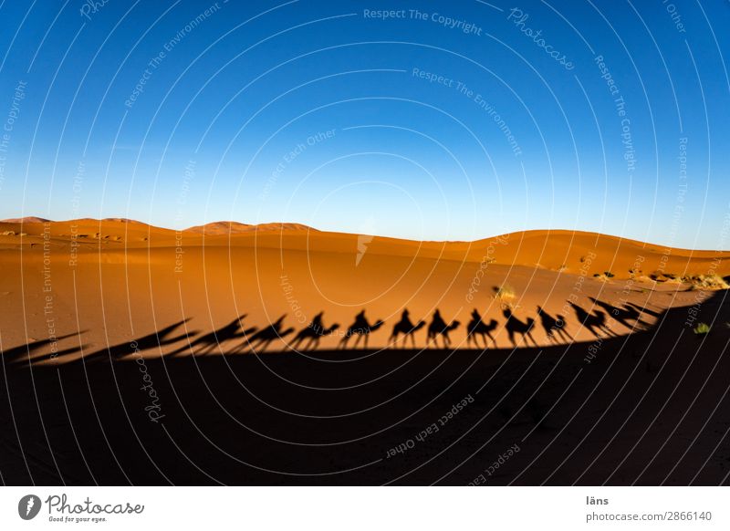 The caravan moves on - 1300 Vacation & Travel Tourism Trip Far-off places Human being Group Landscape Elements Sky Cloudless sky Beautiful weather Desert Sahara