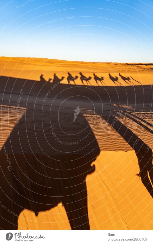 Caravan ll Morocco caravan Camel Dromedary Desert Sand Sahara Tourism Vacation & Travel Africa Shadow play Animal fellowship relation Companions group Together