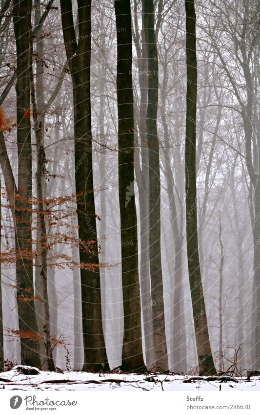 Winter forest in December light Winter Silence Nordic Domestic Eerie december grey dormant winterly peace winterly silence Fog Forest Snow Cloud forest