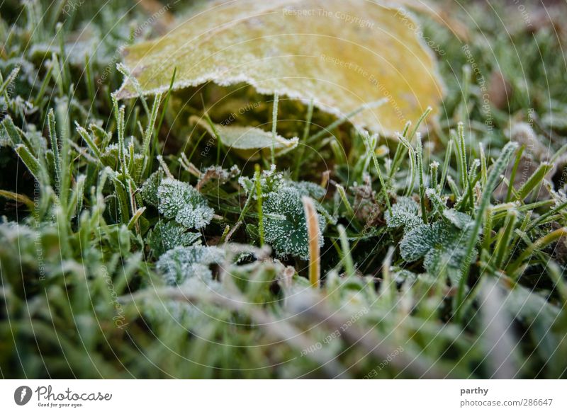 baking frost Winter Autumn Grass Leaf River Cold Brown Yellow Green Colour photo Multicoloured Exterior shot Deserted Morning Shallow depth of field