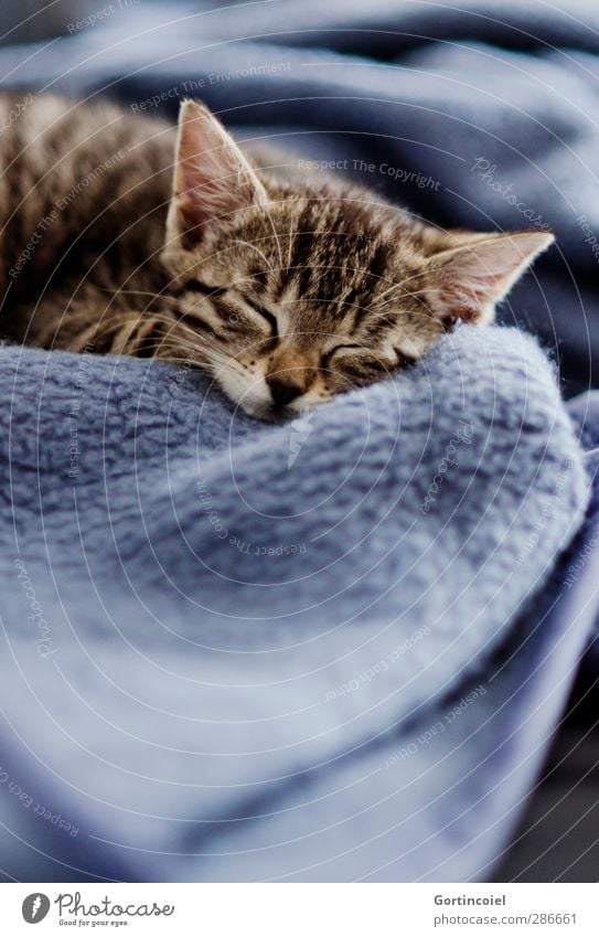 kitten Animal Pet Cat Animal face Pelt 1 Baby animal Sleep Cute Kitten putty Blanket Dream Fatigue Beautiful Smooth Delicate Rest Relaxation Calm Tabby cat
