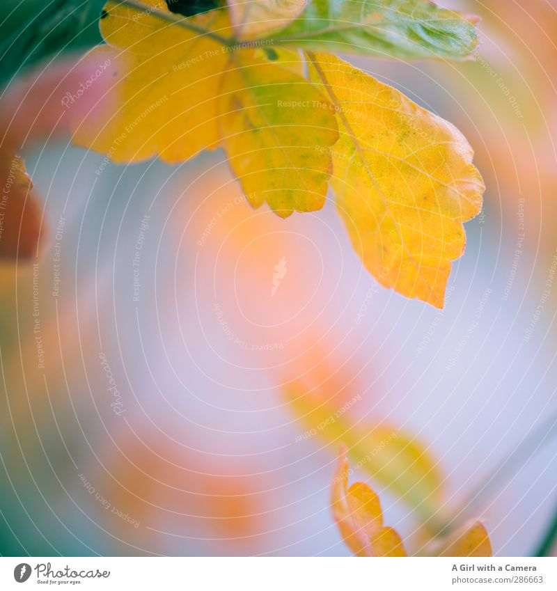 the beauty of autumn Environment Nature Plant Autumn Leaf Park Forest Dry Warmth Multicoloured Exterior shot Detail Copy Space middle Neutral Background