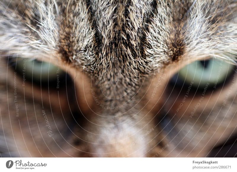 Not a step closer! Animal Pet Cat Pelt 1 Select Discover Looking Wait Cool (slang) Rebellious Smart Brown Brave Watchfulness Patient Dangerous Adventure