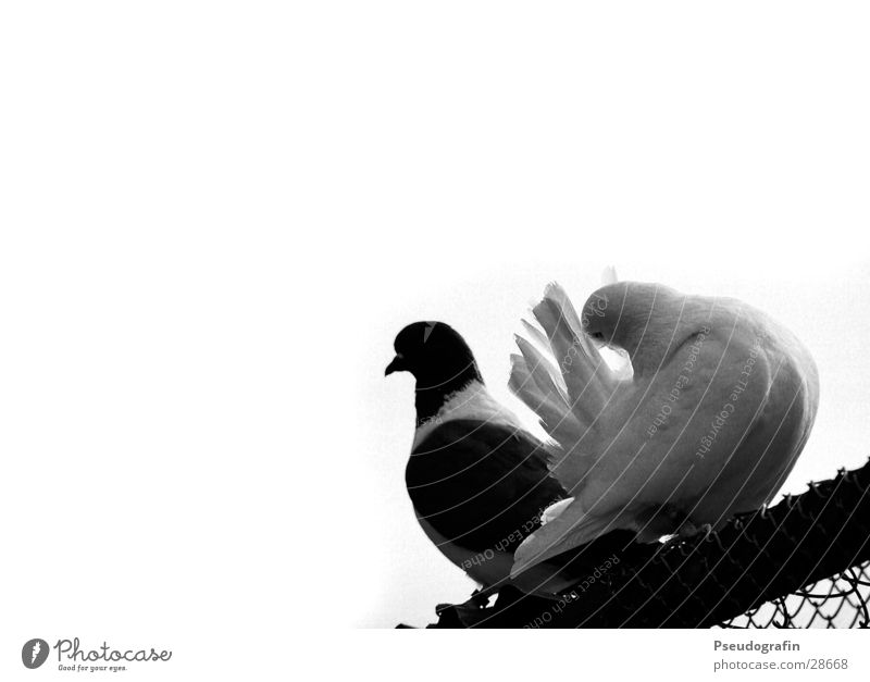 Pigeons on the roof Roof Animal Pet Farm animal 2 Pair of animals Cleaning Sit Homing pigeon Wire netting Feather Black & white photo Exterior shot