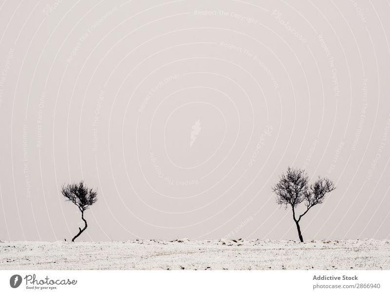 Lonely trees between snowy field and cloudy sky Tree Field Snow Sky Clouds Winter Iceland Loneliness Wood Meadow Cold Heaven Seasons Landscape Nature White