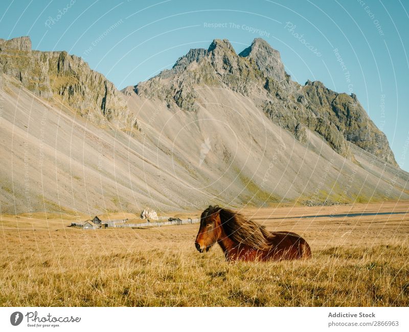 Horse pasturing on field near mountain in sunny day Field Mountain Beautiful weather Iceland Grass Dry Hill Pet Stone Meadow Farm Animal Nature Landscape Sky