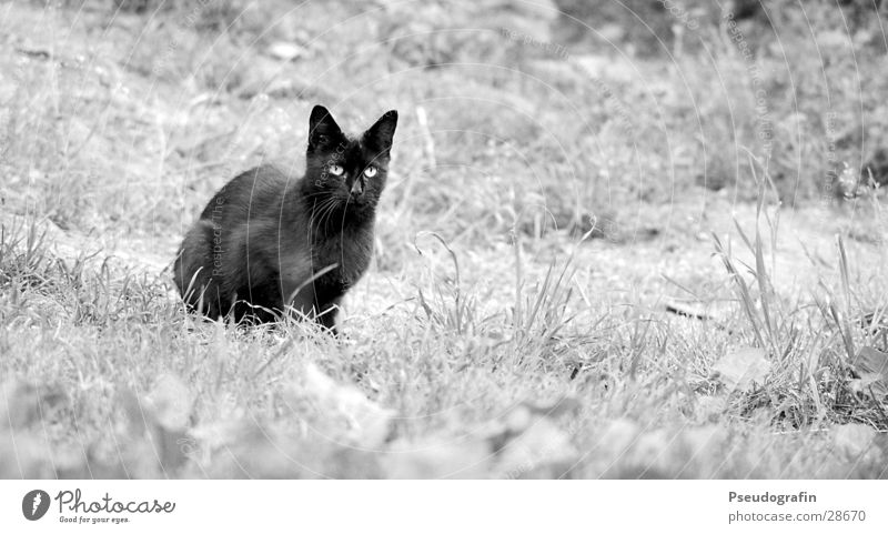 black cat Meadow Animal Pet Cat 1 Observe Crouch Looking Sit Black Black & white photo Exterior shot Copy Space right Day Animal portrait