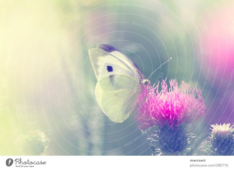 cabbage white on thistle Beautiful Summer Nature Plant Animal Sunlight Spring Flower Blossom Wild plant Meadow Butterfly Growth Green Pink White Thistle Insect