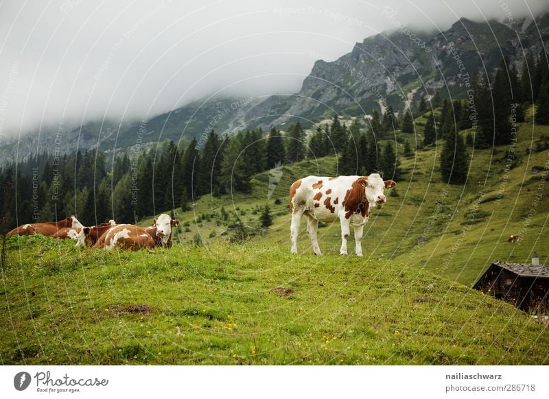 on the mountain pasture Vacation & Travel Mountain Hiking Agriculture Forestry Nature Landscape Plant Animal Summer Grass Meadow Alps Farm animal Cow 4