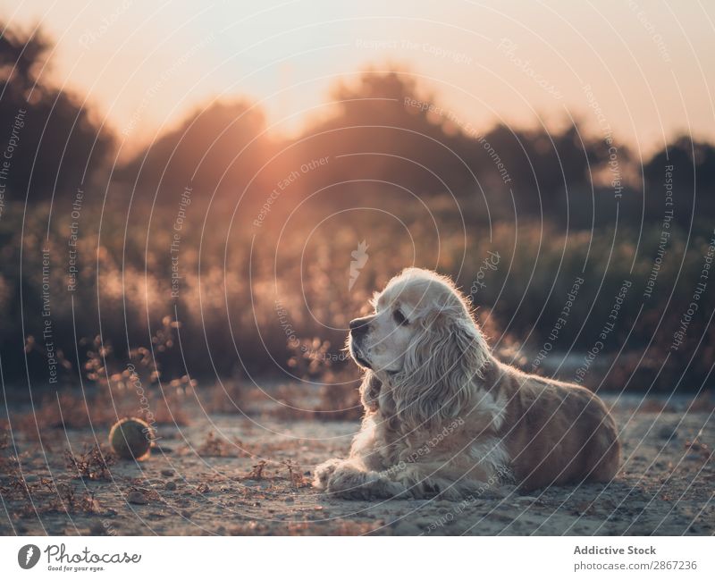 Funny dog lying on ground between plants Dog Ground Plant cocker Earth Resting Lie (Untruth) Sunset Beautiful Animal Pet Grass Purebred Field Nature