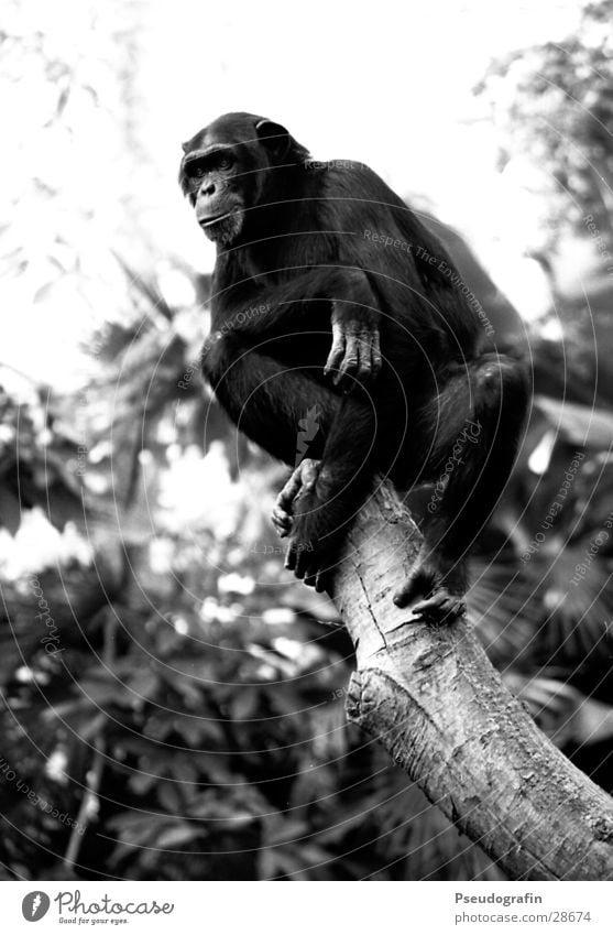 Chimp looking down. Zoo Animal Wild animal 1 Looking Sit Monkeys Chimpanzee Posture Black & white photo Exterior shot Day