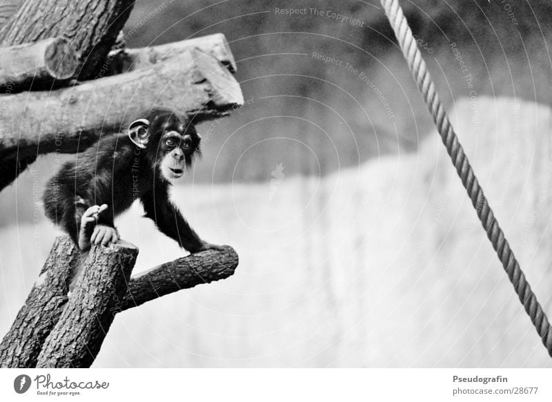 baby Climbing Mountaineering Rope Zoo Animal Wild animal 1 Baby animal Observe Movement Discover Cuddly Small Cute Chimpanzee Black & white photo Exterior shot