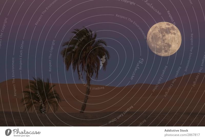 Desert with palms and moon on sky at night Palm of the hand Sky Moon Night Morocco Tropical Sand Hill Picturesque Tree big Heaven Evening Vantage point