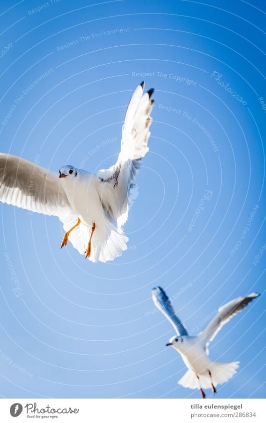 and take off. Air Sky Cloudless sky Wild animal Bird Seagull 2 Animal Flying Natural Blue Wing Floating Judder Above Colour photo Exterior shot Animal portrait