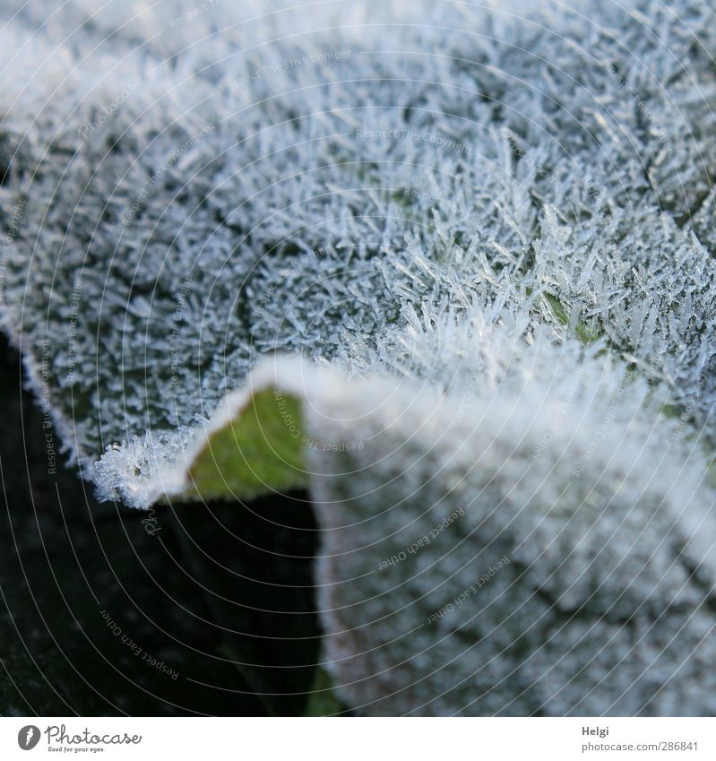 icy fur... Environment Nature Plant Autumn Ice Frost Leaf Freeze Glittering Lie Esthetic Authentic Exceptional Cold Small Natural Gray Green White Bizarre