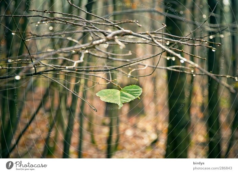 Perseverance in the autumn forest Nature Drops of water Autumn Tree Leaf Forest Glittering Esthetic Authentic Natural Positive Brown Green Unwavering Loneliness