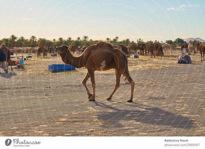 Herd of many camels on land Camel Desert Marrakesh Morocco pasturing Sky Sand Landing Nature Blue Many Vacation & Travel Africa Tourism Hot Caravan Adventure