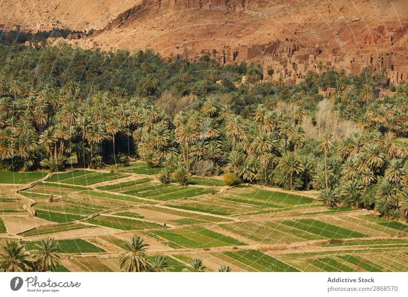 Green forest near stone constructions on hill Oasis Forest Construction Hill Marrakesh Morocco Ancient Palm of the hand Tree Landing Building Mountain Stone