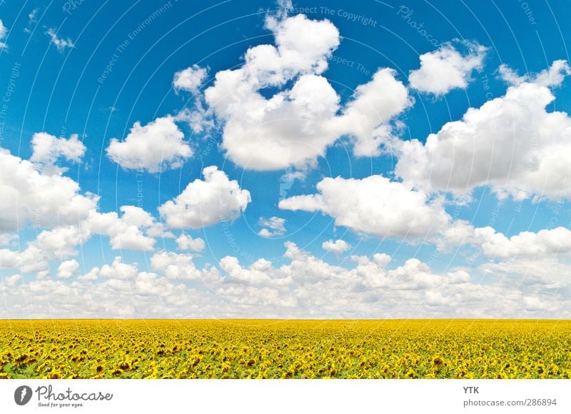 fields of gold Nutrition Organic produce Environment Nature Landscape Plant Sky Clouds Climate Weather Beautiful weather Flower Agricultural crop Meadow Field
