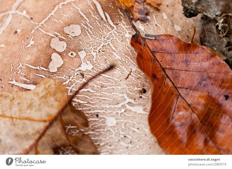 structures Nature Autumn Leaf Athletic Simple Natural Above Beautiful Brown Safety (feeling of) Together Calm Exhaustion Loneliness Peace Serene Hope Idyll