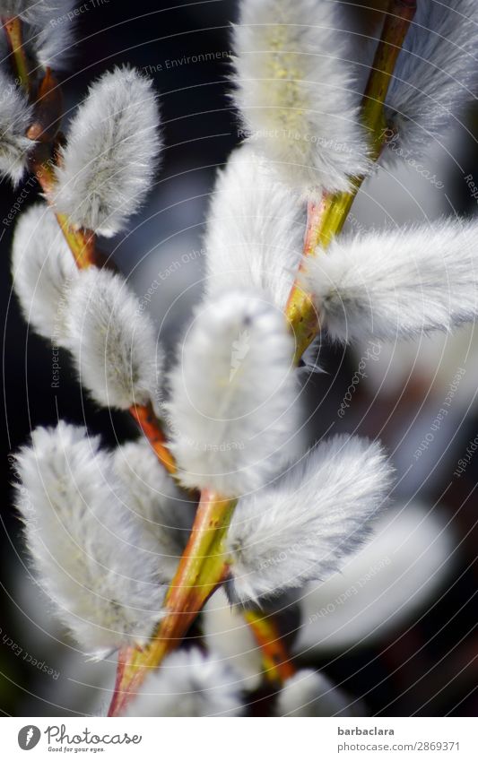 willow catkin Nature Plant Spring Climate Catkin Garden Blossoming Bright Soft White Spring fever Beginning Joie de vivre (Vitality) Environment Colour photo