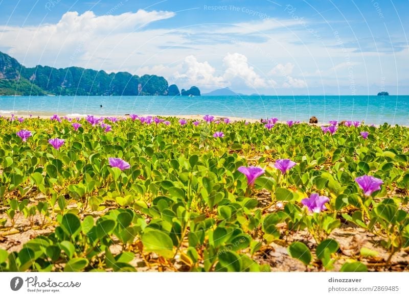 Flowers at Krabi beach, Thailand Beautiful Relaxation Vacation & Travel Tourism Summer Sun Beach Ocean Island Mountain Nature Landscape Plant Sand Sky Clouds