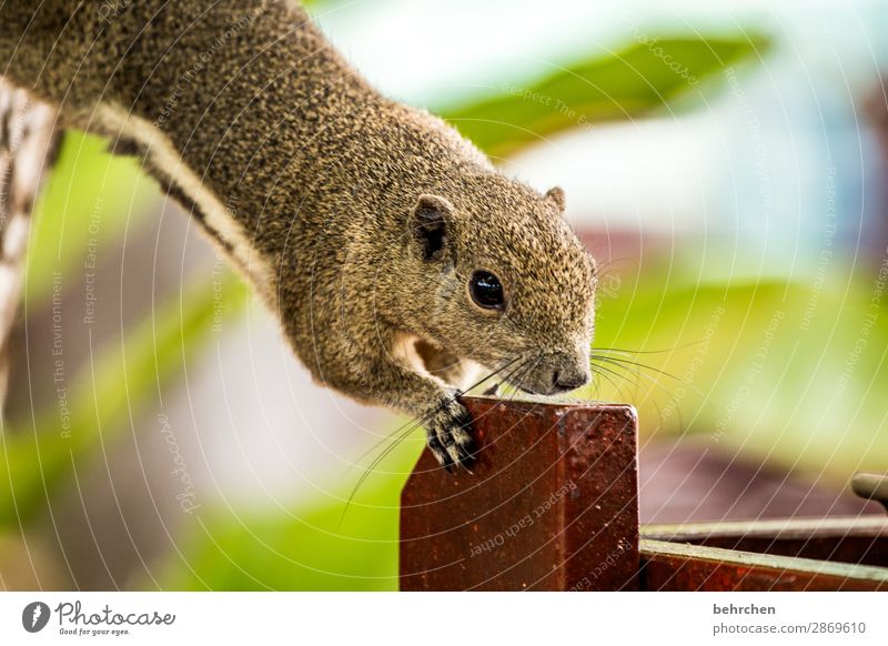 You're a sneaky breakfast thief. Vacation & Travel Tourism Trip Adventure Far-off places Freedom Wild animal Animal face Pelt Squirrel 1 Exceptional Exotic