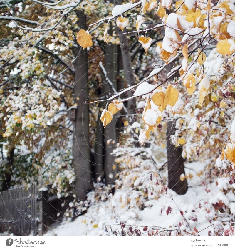 Winter in autumn Environment Nature Landscape Autumn Climate Climate change Ice Frost Snow Tree Leaf Forest Esthetic Loneliness Uniqueness Idyll Cold Life Calm