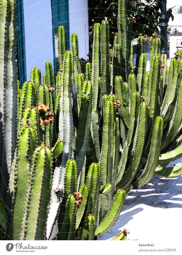 cactus groves Cactus Green Island Sun