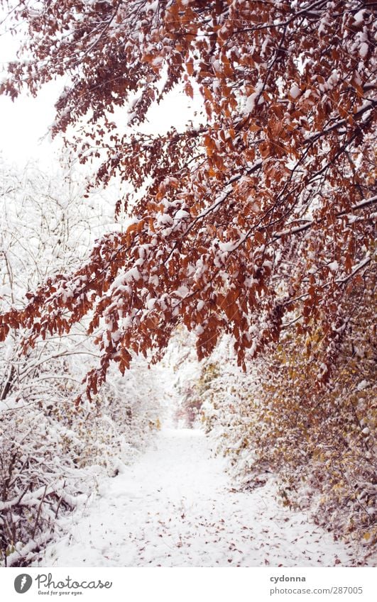 Warm colours on cold days Environment Nature Landscape Autumn Winter Climate Climate change Ice Frost Snow Tree Bushes Forest Esthetic Loneliness Uniqueness